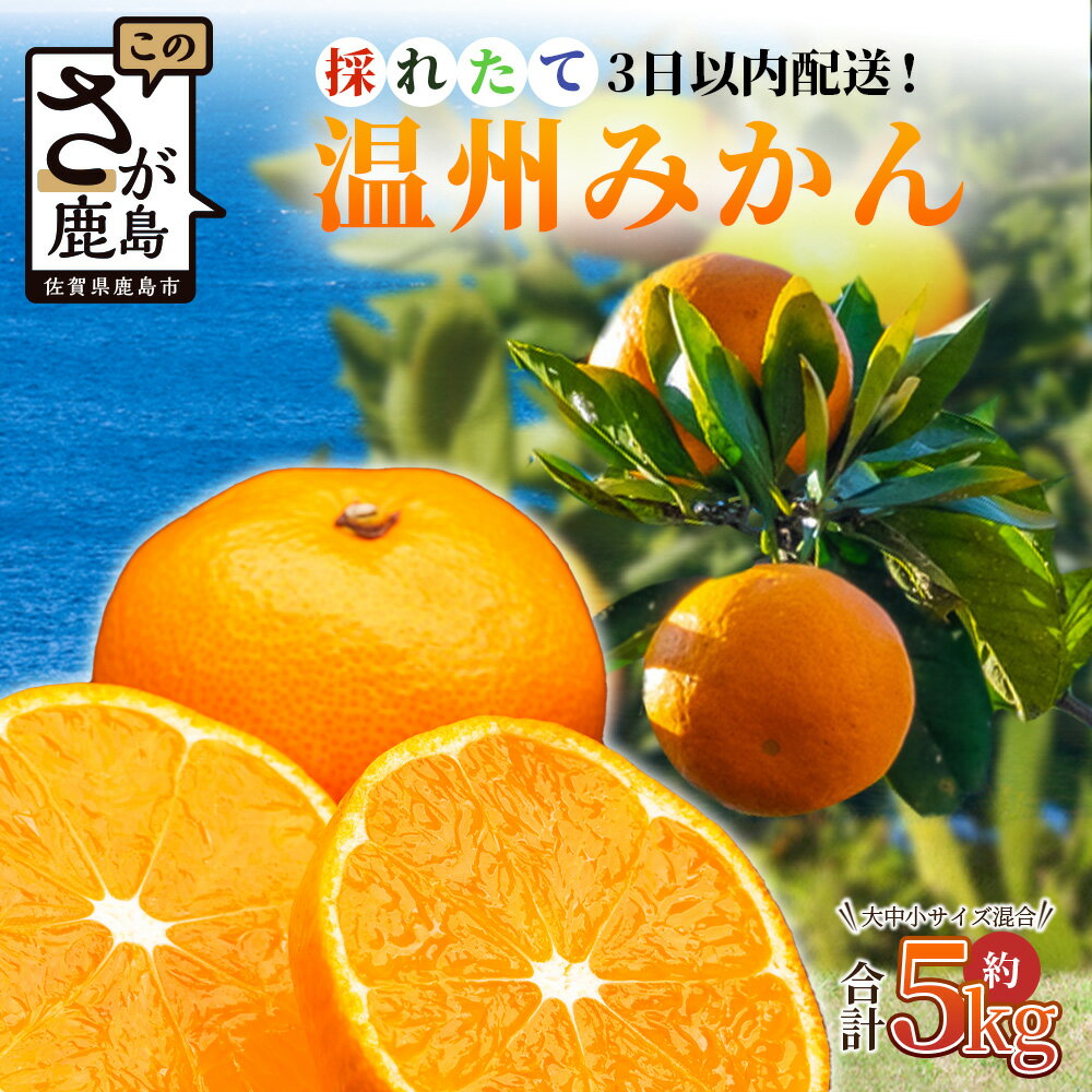 採れたて 温州みかん 約5kg《収穫後3日以内発送》農家直送 | ふるさと納税 みかん 5kg ミカン 蜜柑 フレッシュ 柑橘 果物 フルーツ くだもの 果実 お取り寄せ ふるさと おすすめ 国産 九州 佐賀県 鹿島市 人気 送料無料 B-530