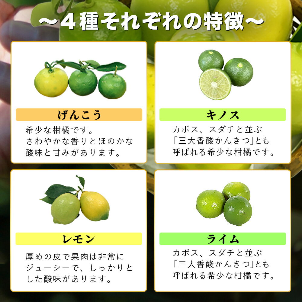 【ふるさと納税】香酸柑橘類セット （リスボンレモン・キノス・げんこう・ライム）【約5kg 】メディアも注目の柑橘類の名人直送！かんきつ 柑橘 檸檬 れもん レモン 木酢 げんこう 薬味風味付け 国産 九州産 鹿島市産 佐賀県 鹿島市 送料無料 B-366 サムネイル3