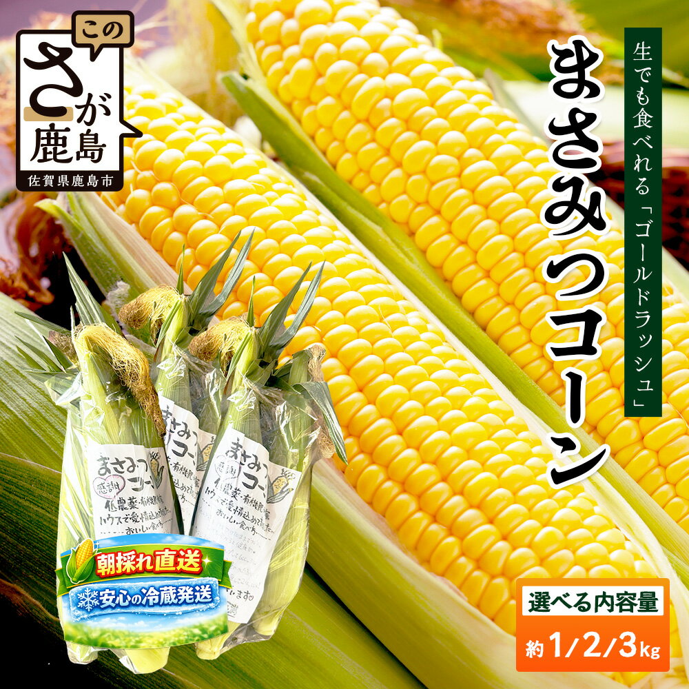 高糖度スイートコーン「ゴールドラッシュ」9～10本 【予約受付】≪まさみつコーン≫ 朝採れ 新鮮 安心の冷蔵発送 佐賀県鹿島市産【2026年5月中旬より順次発送予定】野菜 コーン トウモロコシ とうもろこし 甘い おいしい 健康志向 佐賀県 鹿島市 人気 A-223