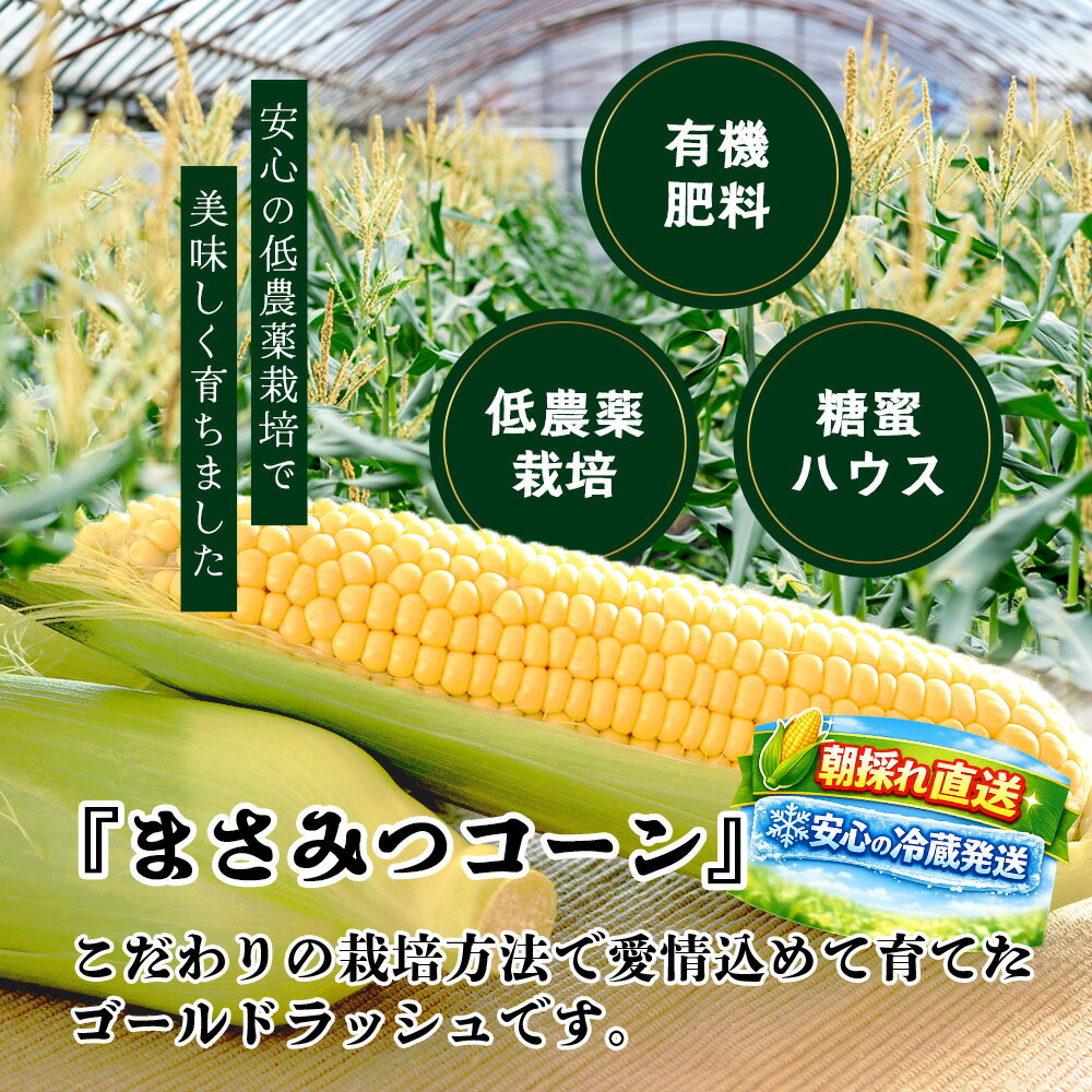 【ふるさと納税】高糖度スイートコーン「ゴールドラッシュ」9～10本 【予約受付】≪まさみつコーン≫ 朝採れ 新鮮 安心の冷蔵発送 佐賀県鹿島市産【2026年5月中旬より順次発送予定】野菜 コーン トウモロコシ とうもろこし 甘い おいしい 健康志向 佐賀県 鹿島市 人気 A-223 - 画像3