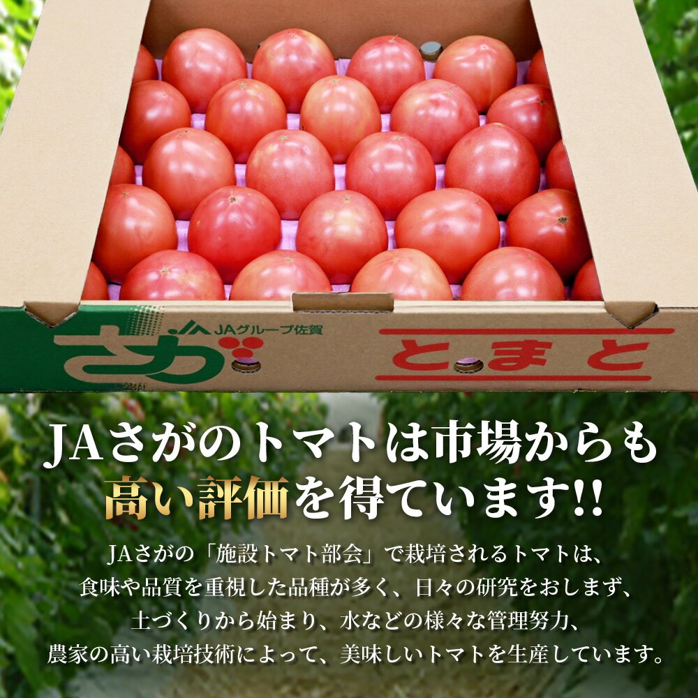 【ふるさと納税】JAトマト 約4kg | ふるさと とまと 野菜 やさい 大容量 日持ち良好 新鮮 朝採れ 旬 センサー選別 安心安全 産地直送 人気 佐賀県 鹿島市 送料無料 【3月上旬～5月下旬出荷予定】B-805 - 画像2