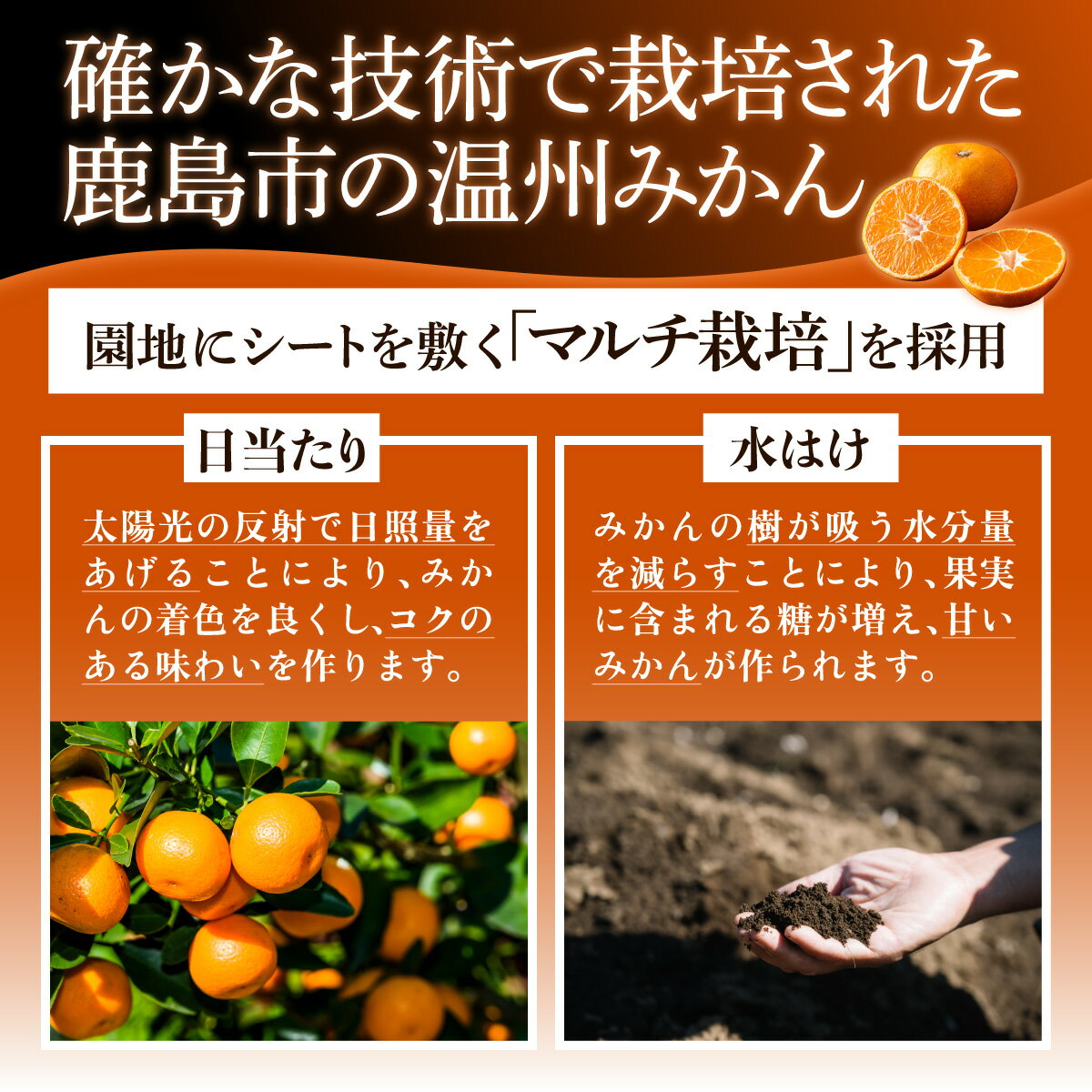【ふるさと納税】さが美人 温州みかん 約5kg｜ふるさと納税 みかん 佐賀県鹿島市産 ブランドみかん 贈答用 ギフト フルーツ 果物 くだもの 蜜柑 柑橘 高級 国産 ふるさと 送料無料 人気 お取り寄せ B-67 サムネイル3