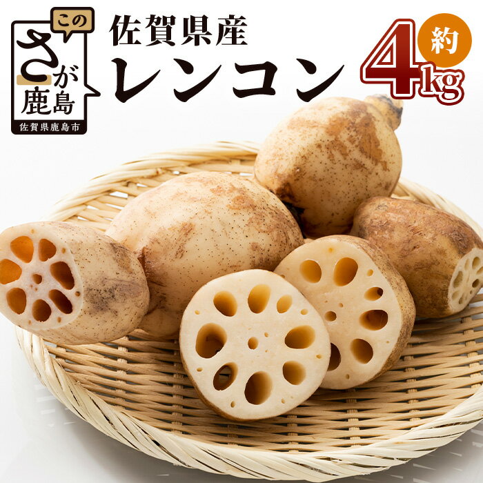 予約受付 佐賀県産 れんこん 約4kg 新鮮 野菜 鮮度長持ち 泥つき 蓮根 | ふるさと納税 野菜 やさい レンコン れんこん 蓮根 根菜 国産 佐賀県 鹿島市 ふるさと 人気 送料無料 A-169
