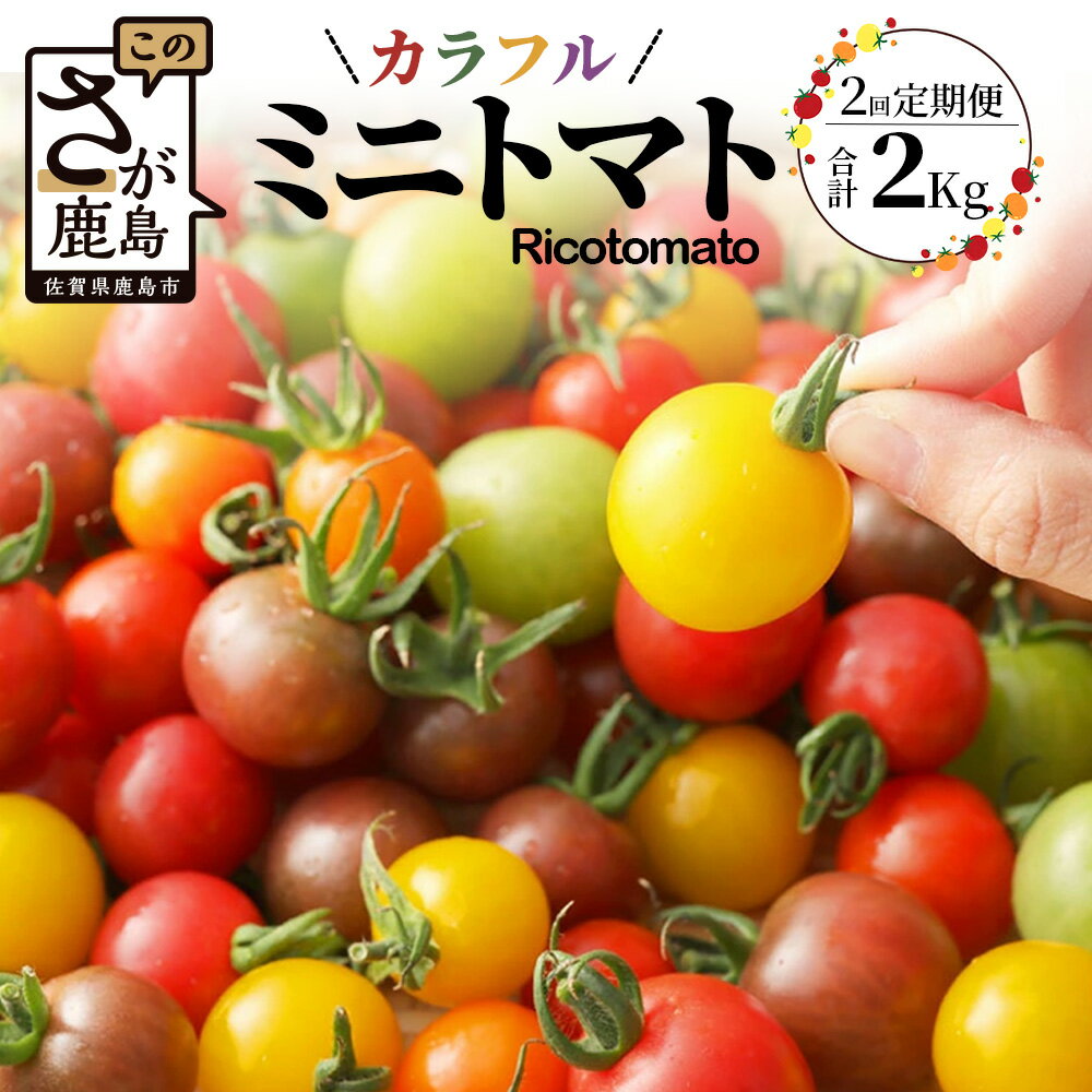 定期便 2回 ミニトマト 6種 1kg カラフルミニトマト たにぐちファーム Ricotomato | トマト ミニトマト プチトマト 野菜 定期便 2ヶ月 2か月 定期 とまと 新鮮 春野菜 夏野菜 旬 やさい ふるさと 人気 佐賀産 佐賀県 鹿島市 送料無料 D-92