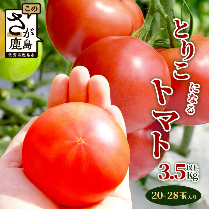 【配送月が選べる】とりこになるトマト 3.5kg以上 Ricotomato たにぐちファーム | トマト 野菜 とまと やさい リコピン 新鮮 旬 サラダ 生野菜 お取り寄せ グルメ おすすめ 送料無料 ふるさと 人気 佐賀産 佐賀県 鹿島市【2025年12月〜2026年5月出荷】 B-665