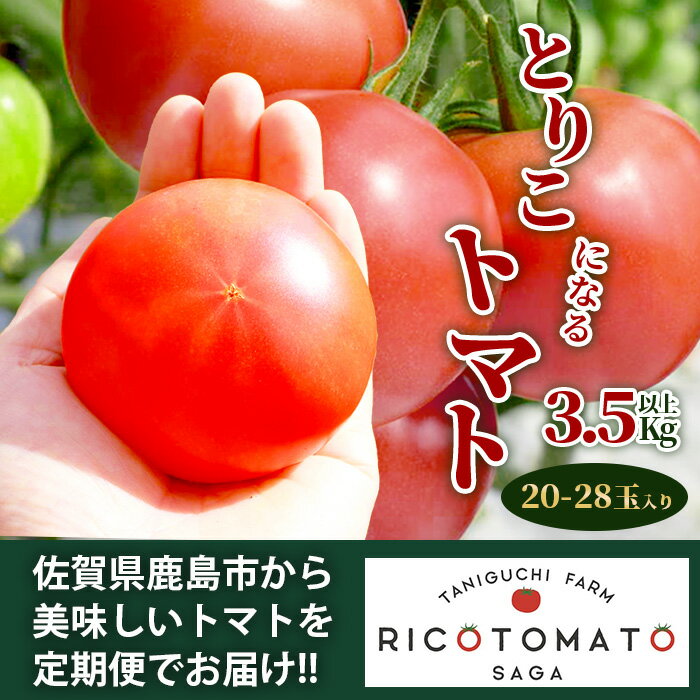 【ふるさと納税】【配送月が選べる】とりこになるトマト 3.5kg以上 Ricotomato たにぐちファーム | トマト 野菜 とまと やさい リコピン 新鮮 旬 サラダ 生野菜 お取り寄せ グルメ おすすめ 送料無料 ふるさと 人気 佐賀産 佐賀県 鹿島市【2025年12月〜2026年5月出荷】 B-665 - 画像2