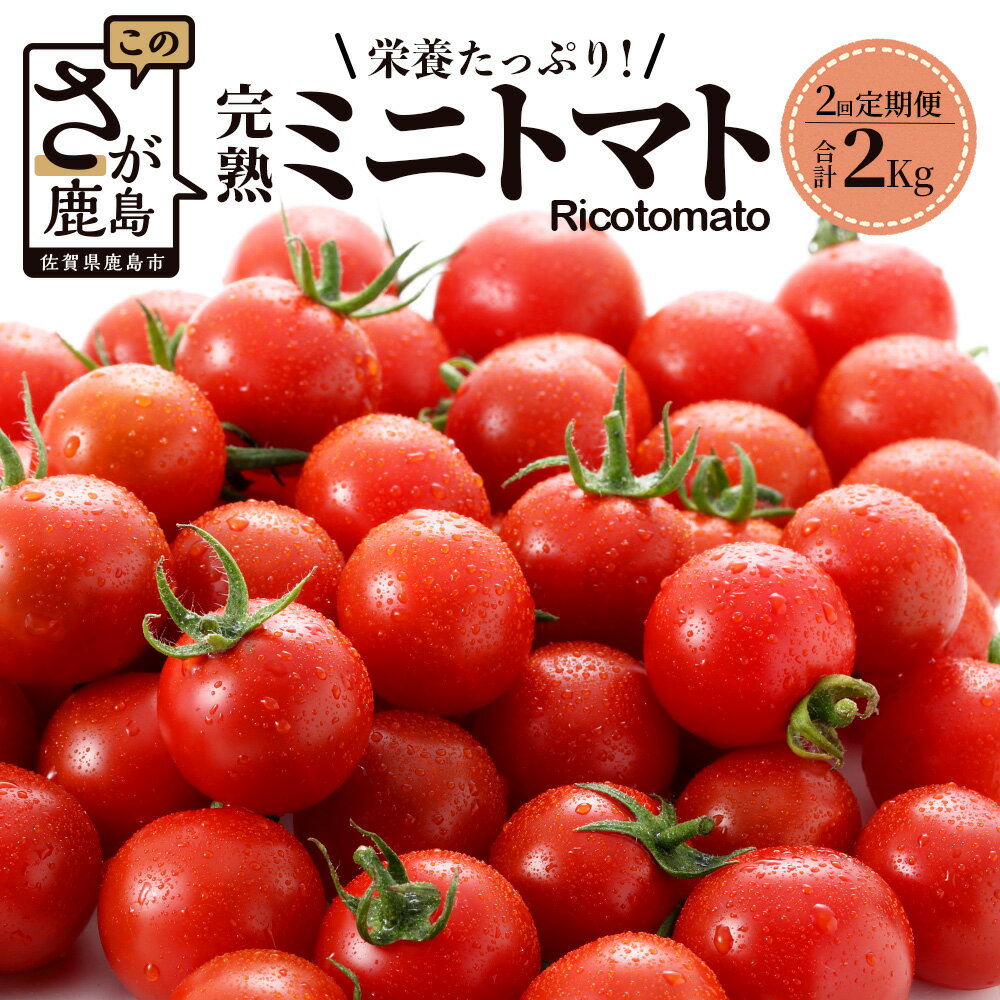 定期便 2回 完熟ミニトマト 1kg たにぐちファーム Ricotomato 【2026年1月から出荷】| トマト ミニトマト プチトマト 野菜 定期便 2ヶ月 2か月 定期 とまと 新鮮 春野菜 夏野菜 旬 やさい ふるさと 人気 佐賀産 佐賀県 鹿島市 送料無料 D-93