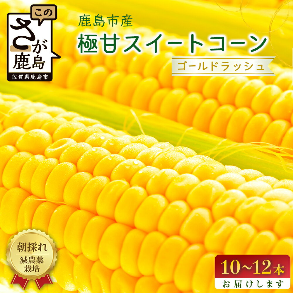 予約受付【限定30セット】 スイートコーン （ゴールドラッシュ） 10〜12本入 朝採れ とうもろこし トウモロコシ 野菜 糖度17~18℃以上 鹿島市産 佐賀県産 春 夏 旬【2026年6月上旬頃より順次発送】 B-319