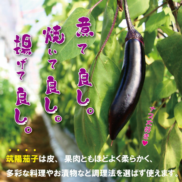 【ふるさと納税】【先行予約】【選べる内容量】 小城市産 筑陽 ナス （3kg・4kg） 朝採れ 新鮮 ハウス栽培 茄子 煮物 揚げ物 焼き マーボー なす 農家直送 新鮮 野菜 送料無料 松尾茄子園【A080-041】 サムネイル2