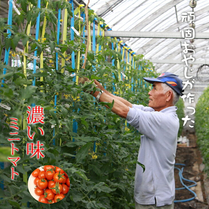 【ふるさと納税】 真子のミニトマト （約1,3kg）味の濃い ビタミン豊富 完熟 プチトマト 特別栽培 新鮮　採れたて 佐賀県産 送料無料 tomoto 【A085-017】 - 画像3