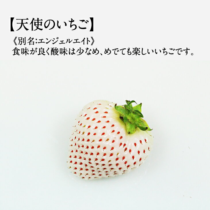 【ふるさと納税】【先行予約令和8年1月配送開始】 天使のいちご 240g X 2パック 凛々 白い 農家 直送品 果物 くだもの フルーツ 人気 ランキング 高評価 苺 イチゴ 【B120-065】 サムネイル2