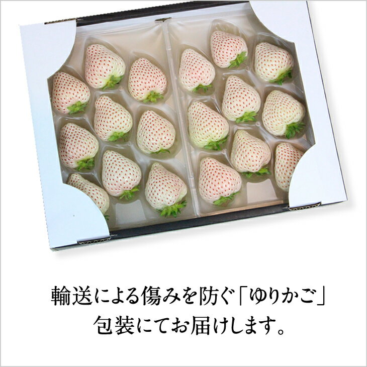 【ふるさと納税】【先行予約令和8年1月配送開始】 天使のいちご 240g X 2パック 凛々 白い 農家 直送品 果物 くだもの フルーツ 人気 ランキング 高評価 苺 イチゴ 【B120-065】 サムネイル3