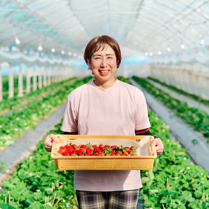 【ふるさと納税】【先行受付 令和8年1月より発送開始】香月さんちのいちご(さがほのか)280g×4パック【いちご イチゴ 苺 さがほのか 大玉 大粒フルーツ 果物 数量限定 香月農園 佐賀県産】(H017116) サムネイル2