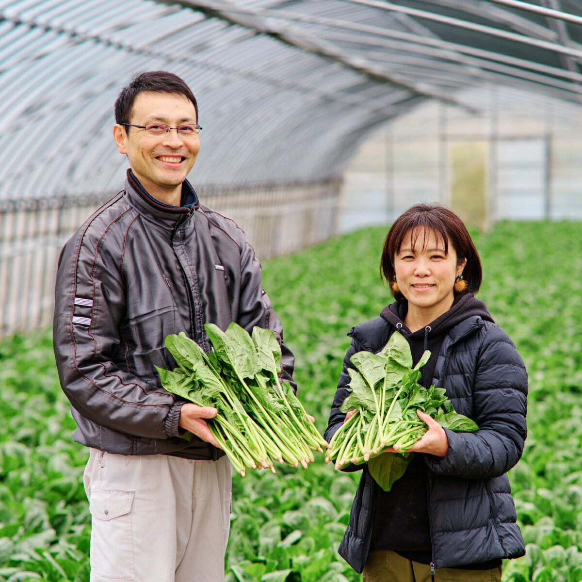 【ふるさと納税】佐賀県脊振山麓産 ほうれん草【1kg / 1.8kg / 3kg】H091P113 - 画像3