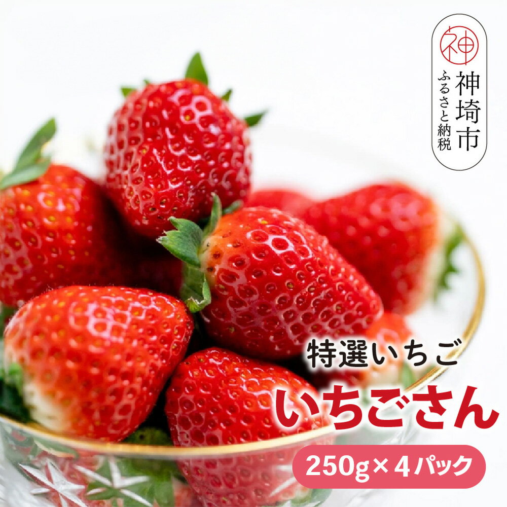 【先行受付 令和8年1月下旬より発送開始】期間限定 特選いちご(いちごさん) 250g×4パック【苺 イチゴ ブランドいちご 朝採れ デザート スイーツ フルーツ 誕生日ケーキ バレンタイン】(H101107)