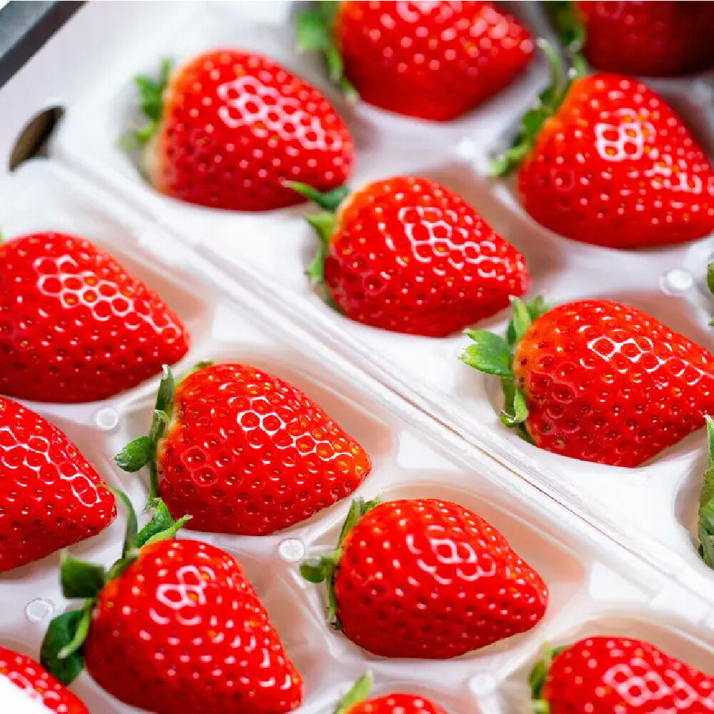 【ふるさと納税】【先行受付 令和8年1月下旬より発送開始】期間限定 特選いちご(いちごさん) 250g×4パック【苺 イチゴ ブランドいちご 朝採れ デザート スイーツ フルーツ 誕生日ケーキ バレンタイン】(H101107) サムネイル2