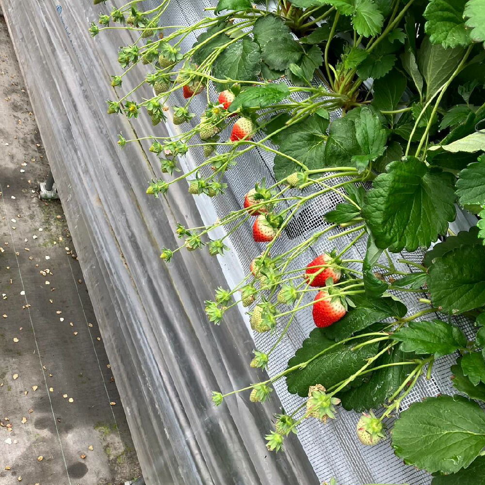 【ふるさと納税】【先行受付 令和8年1月下旬より発送開始】期間限定 特選いちご(いちごさん) 250g×4パック【苺 イチゴ ブランドいちご 朝採れ デザート スイーツ フルーツ 誕生日ケーキ バレンタイン】(H101107) サムネイル3