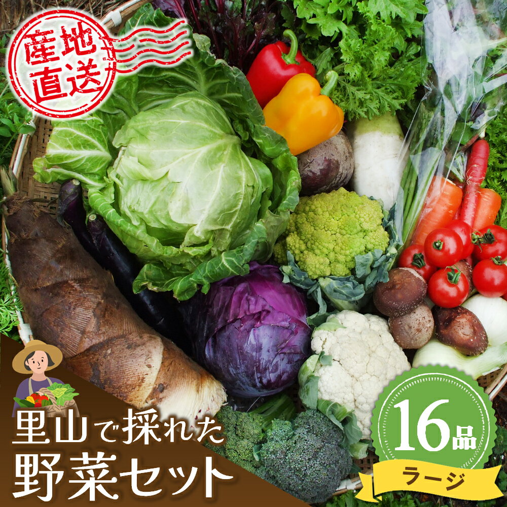 里山で採れた野菜セットラージ 16品 【有機野菜 おまかせ野菜セット イタリア野菜 西洋野菜】(H078109)