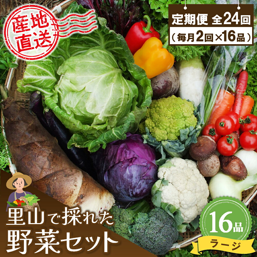 年間定期便24回 里山で採れた野菜セットラージ 16品 【有機野菜 おまかせ野菜セット イタリア野菜 西洋野菜 定期便】(H078111)