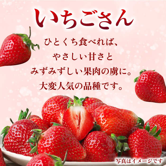 【ふるさと納税】【1月中旬〜2月中旬発送】やさしい味わい！いちごさん 平パック×4P 約1kg いちご イチゴ 佐賀県産 佐賀県 佐賀 パック 吉野ヶ里町/リエンサーク [FCC003] サムネイル2