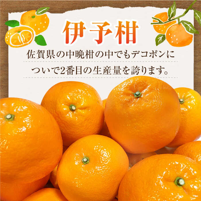 【ふるさと納税】【1月中旬〜2月下旬発送】甘酸っぱくておいしい！佐賀県産 みかん 「伊予柑（いよかん）」5kg ミカン みかん 早生ミカン 吉野ヶ里町/リエンサーク [FCC008] サムネイル3