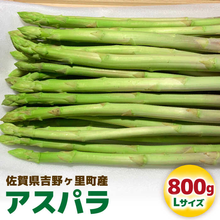 限定30箱！先行予約 / 受付は3/25まで！【26年2月下旬〜4月上旬順次発送】吉野ヶ里産アスパラガス 春芽 800g(20本〜30本) 吉野ヶ里町/K-ファーム吉野ヶ里