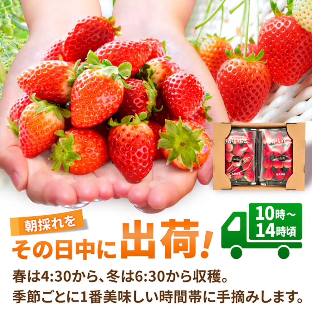 【ふるさと納税】【限定数量/先行予約】【12月以降順次発送】いちごさん 計1kg以上（約250g×4P）/ いちご イチゴ 果物 / 吉野ヶ里町/TZファーム[FDF001] サムネイル2