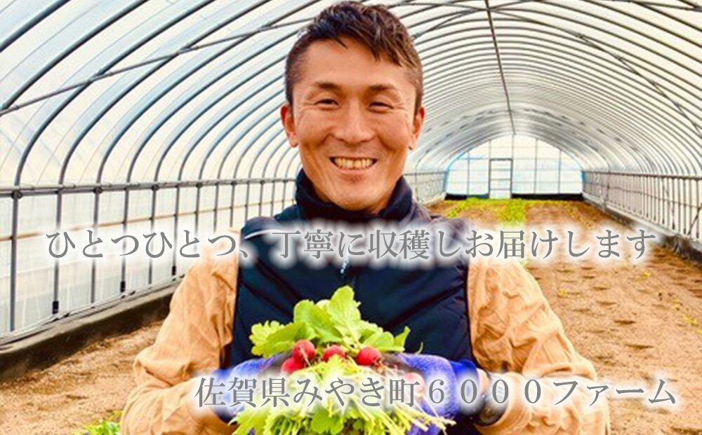 【ふるさと納税】大容量ベビーリーフ200g×4セット 有機JAS認証取得 野菜 葉野菜 サラダ 国産 直送（FV021） - 画像3