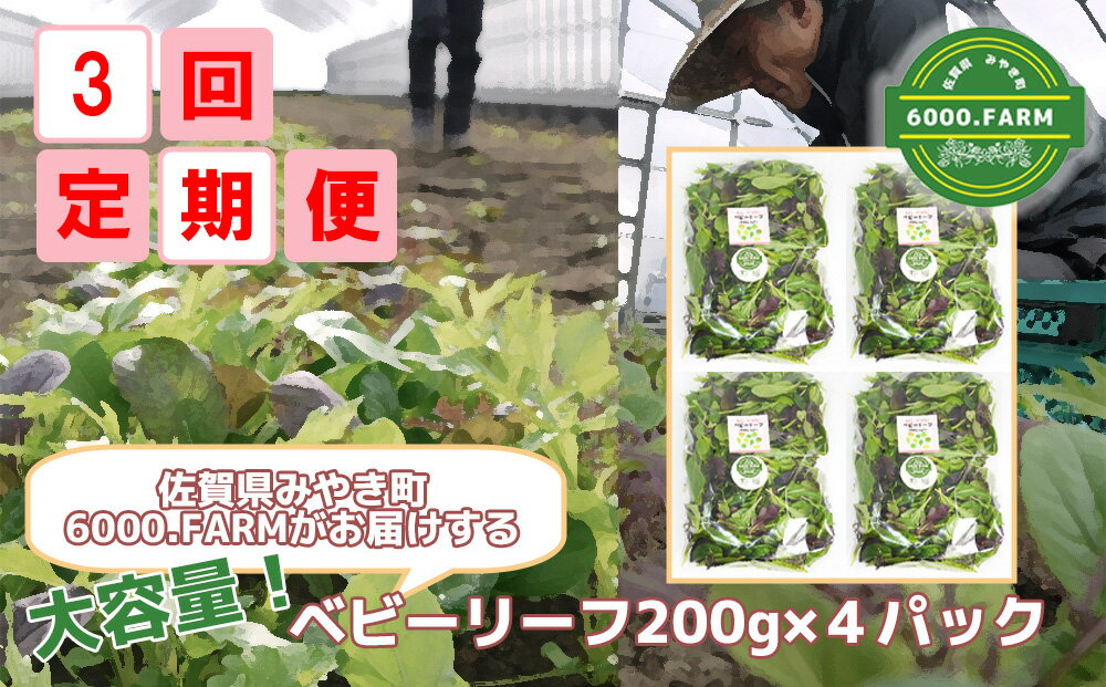 【3回定期便】大容量ベビーリーフ200g×4セット 有機JAS認証取得 野菜 葉野菜 サラダ 国産 直送（FV006）