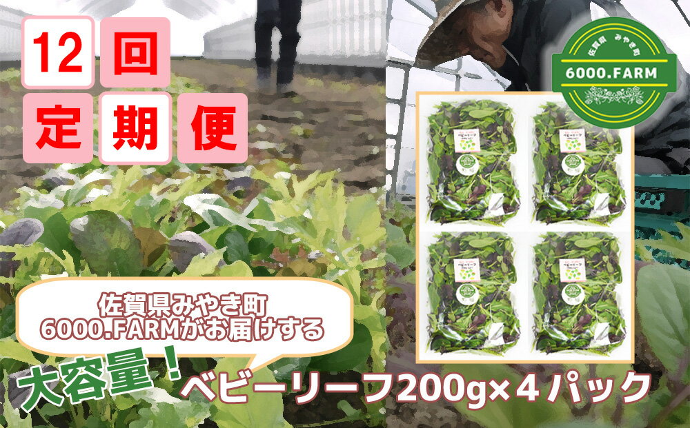 【12回定期便】大容量ベビーリーフ200g×4セット 有機JAS認証取得 野菜 葉野菜 サラダ 国産 直送（FV014）