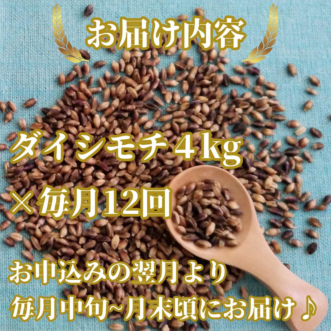 【ふるさと納税】【12回定期便】ダイシモチ4kg もち麦 キラリ もち麦ごはん（CIC20） - 画像2