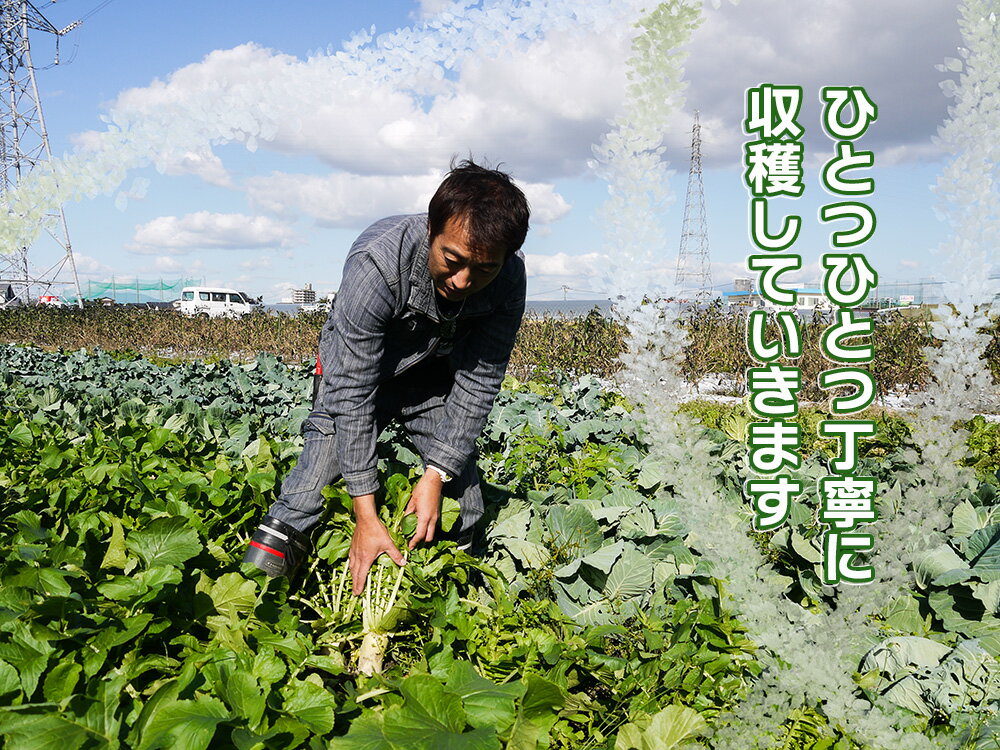 【ふるさと納税】【6回定期便】かずちゃんの朝採り新鮮野菜セット毎月お届け みやき町産（CC004) - 画像3