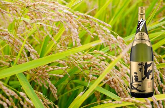 純米東長 1.8L（DV203）