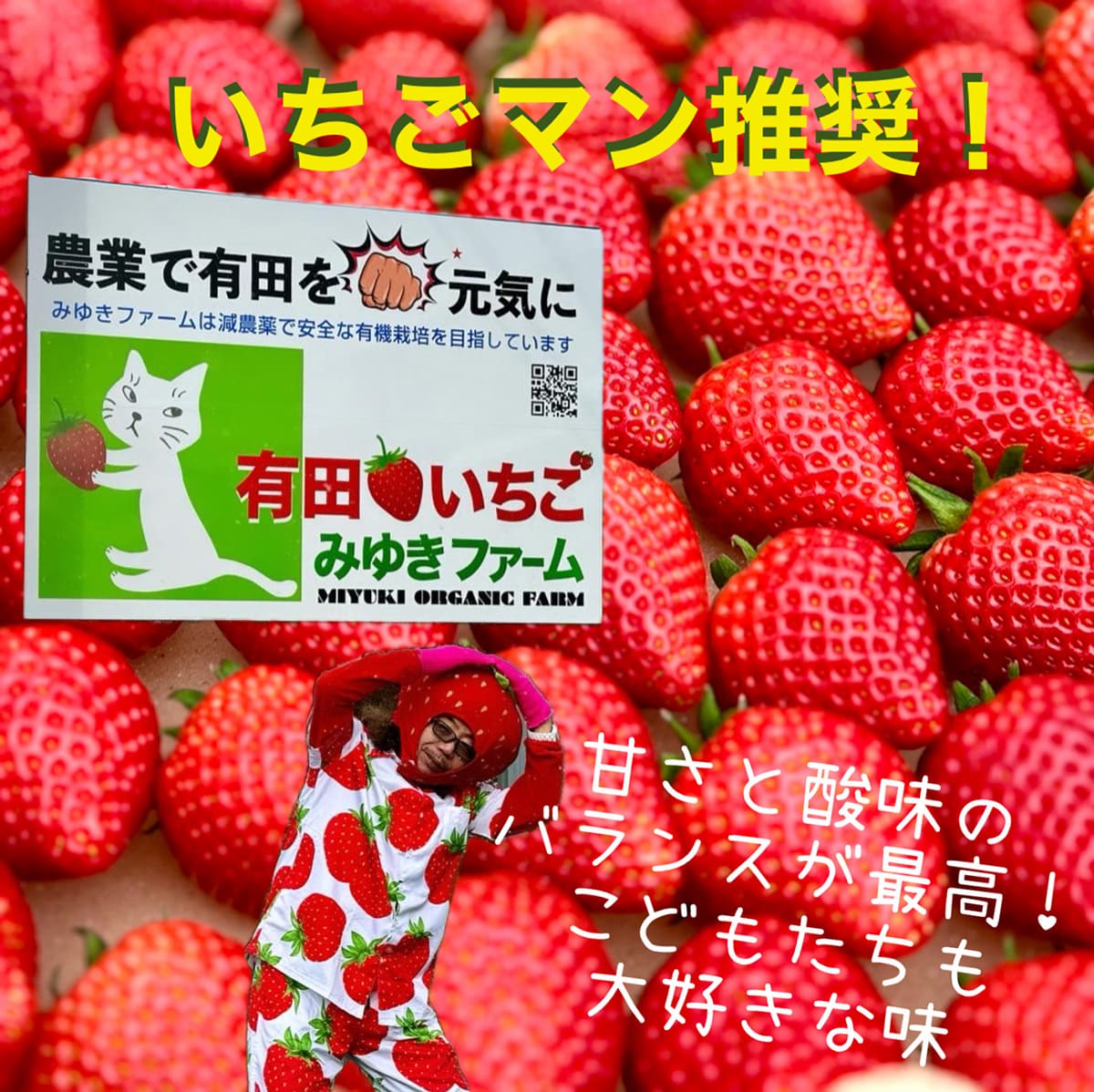 【ふるさと納税】＜予約受付＞【3回定期便】有田いちご 朝摘み完熟いちご4パックを毎月お届け！ (1月～3月の全3回) 240g×4パック【みゆきファーム】有機肥料にこだわった美味しいいちごです いちごさん F40-12 サムネイル2