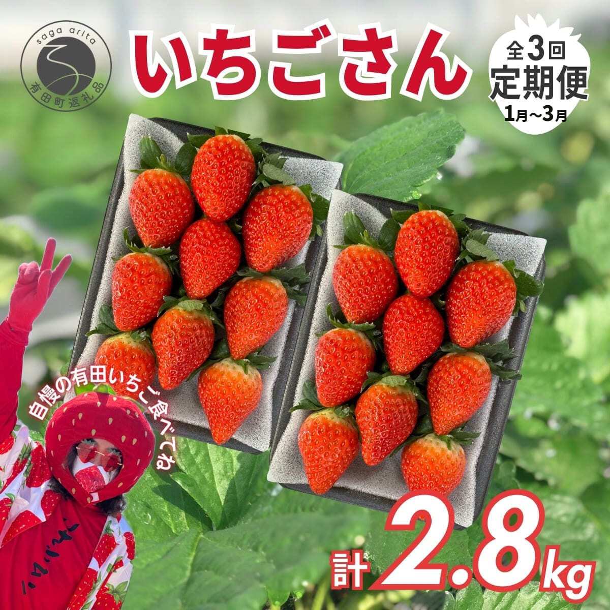 ＜予約受付＞【3回定期便】有田いちご 朝摘み完熟いちご4パックを毎月お届け！ (1月～3月の全3回) 240g×4パック【みゆきファーム】有機肥料にこだわった美味しいいちごです いちごさん F40-12