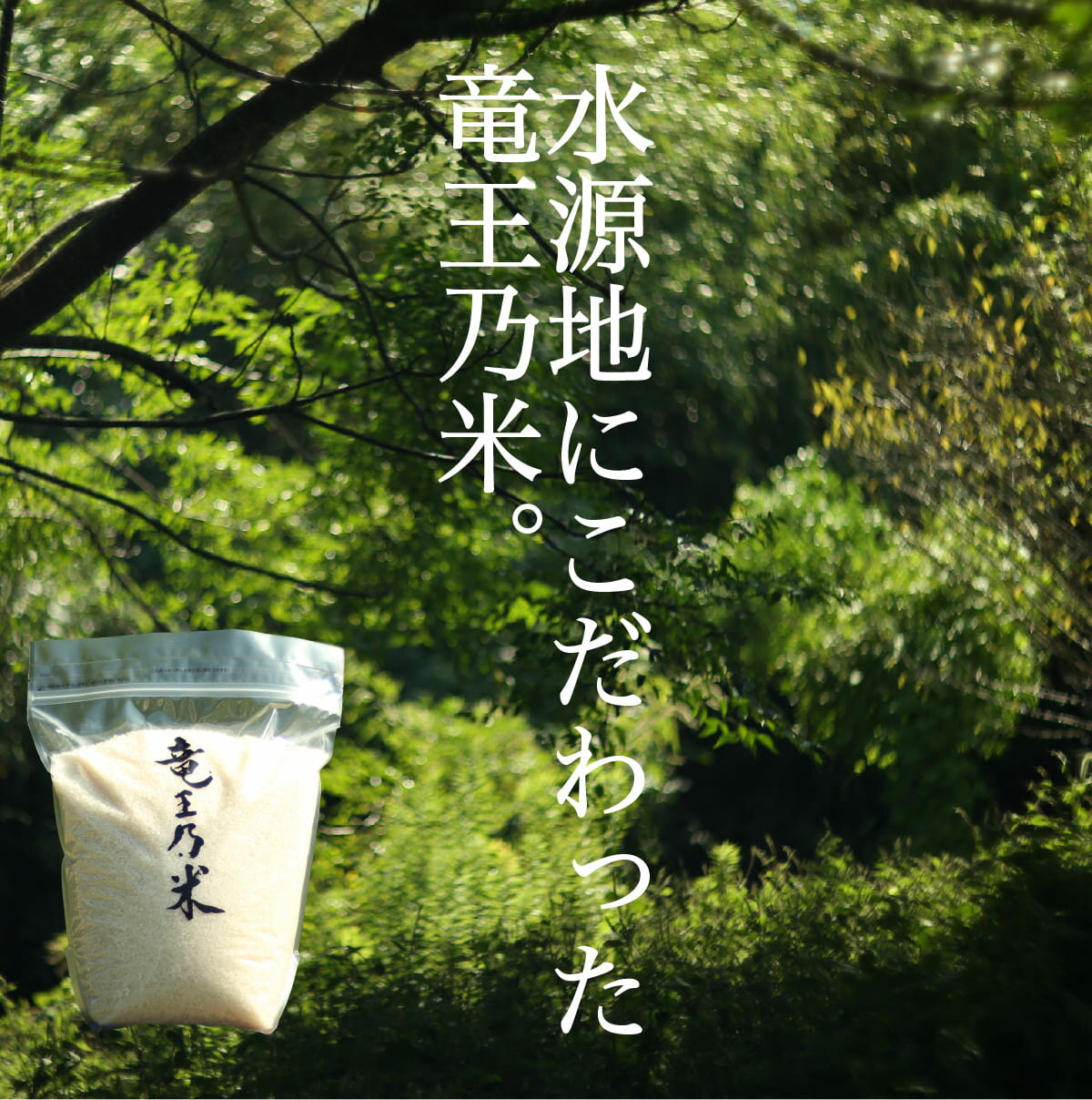 【ふるさと納税】夢しずく 竜王の米 5kg ( 5kg×1袋 )【SUN】生産農家直送 最高特Aランク 米 白米 ごはん ご飯 K24-2 - 画像2