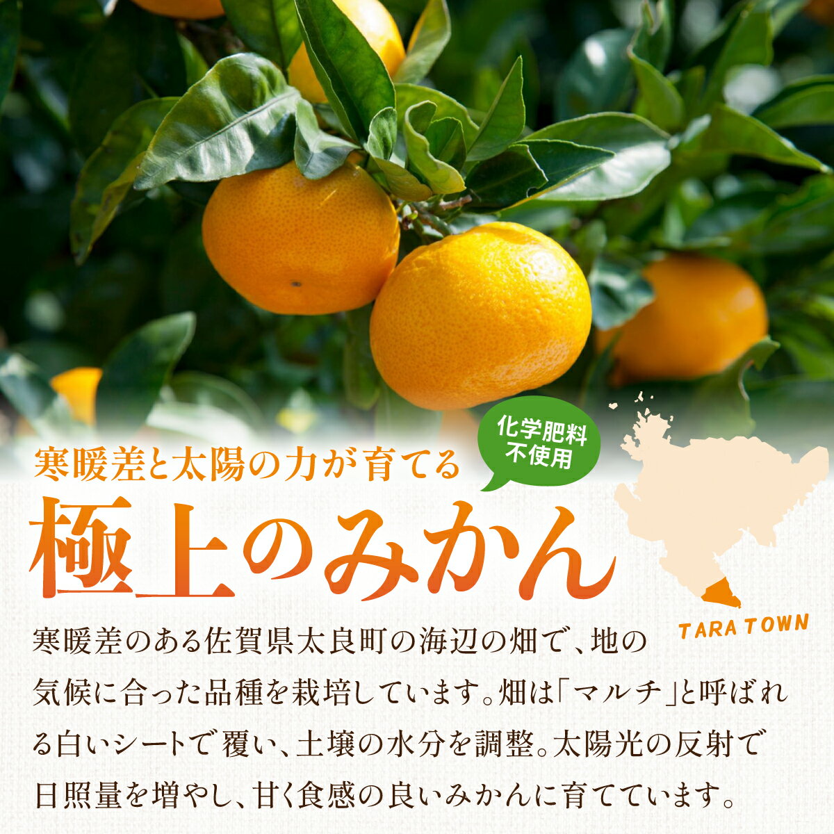 【ふるさと納税】＜選べる容量＞五代目みかん／蔵入りみかん／五代目＆蔵入り（4.5kg or 9.5kg／計9kg 4.5kg×2回 or 9.5kg×2回）ふるさと納税 佐賀 みかん オレンジ フルーツ濃厚 甘い 酸味 大町 贈答 ギフト 贈り物 42ik-001〜42ik-006 サムネイル2