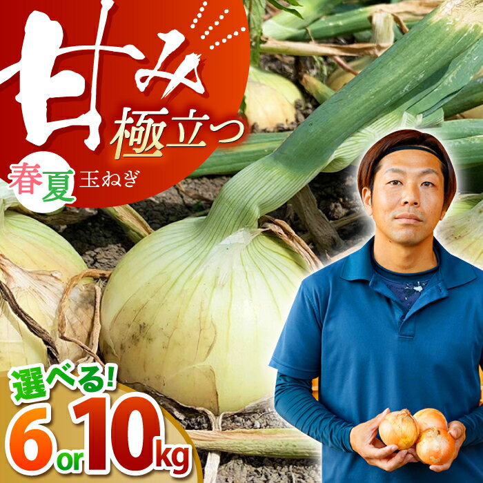【先行予約】【選べる容量】江北町産 たまねぎ 約6kg or 約10kg 【百武青果】 [HAE008] / 先行予約 野菜 やさい ヤサイ 新玉ねぎ 晩生 玉葱 玉ねぎ 玉ネギ タマネギ 佐賀県 佐賀 九州 送料無料
