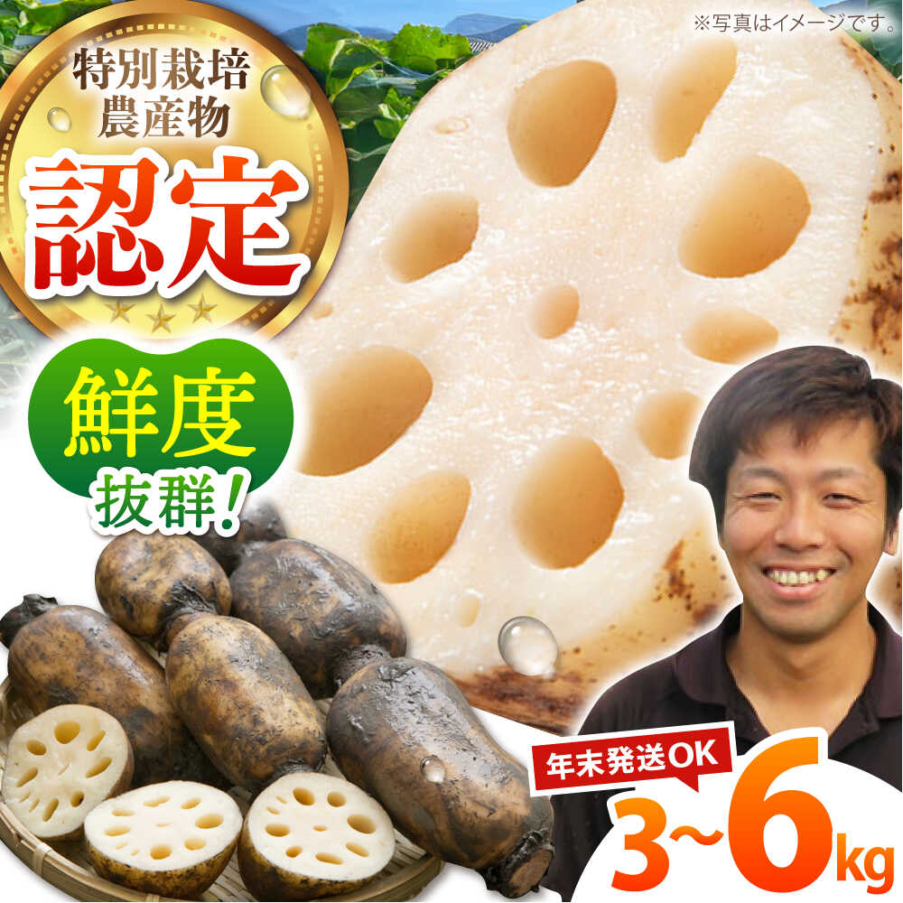 【先行予約】地元江北町産 泥付き蓮根 ( 3kg / 6kg ) 【百武青果】 [HAE001] / 蓮根 れんこん レンコン 便利 白石蓮根 佐賀 佐賀県 九州 送料無料 野菜 8000 8000円