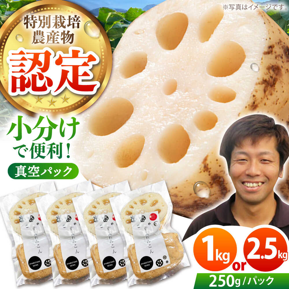 【先行予約】地元江北町産 佐賀 れんこんパック ( 1kg / 2.5kg )【百武青果】 [HAE013]