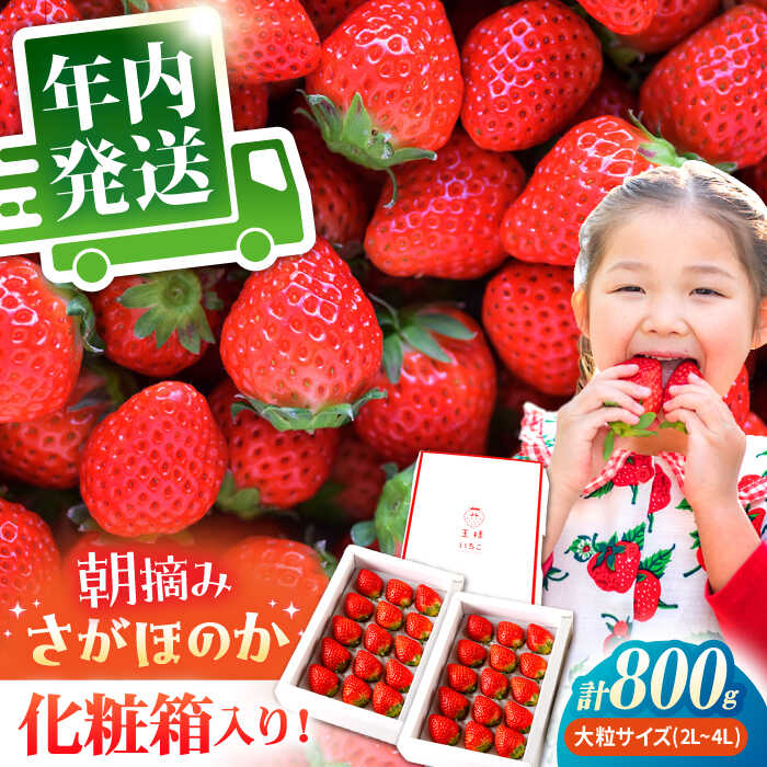 【11月下旬〜12月発送】王様のいちご さがほのか 800g ( 400g 2箱 ) いちご 苺 イチゴ | 佐賀県 江北町 | 【むらおか農園】 [HAF002]
