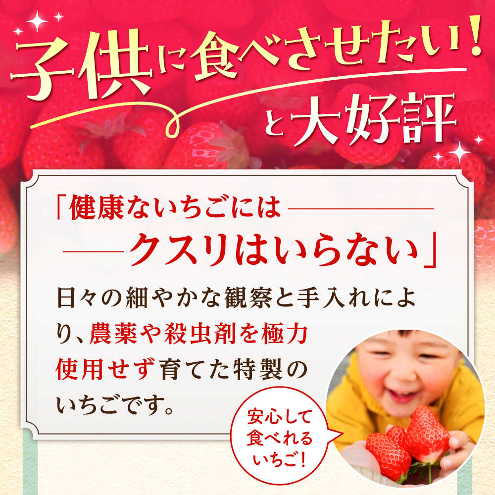 【ふるさと納税】【2〜4月発送】朝摘み いちご 1kg ( いちごさん さがほのか 250g 4パック ) いちご イチゴ 苺 | 佐賀県 江北町 |【むらおか農園】 [HAF020] サムネイル3