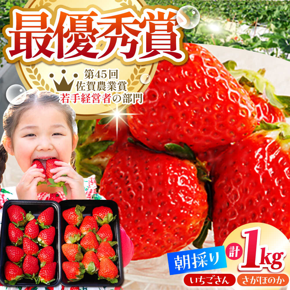 【2〜4月発送】朝摘み いちご 1kg ( いちごさん さがほのか 250g 4パック ) いちご イチゴ 苺 | 佐賀県 江北町 |【むらおか農園】 [HAF020]