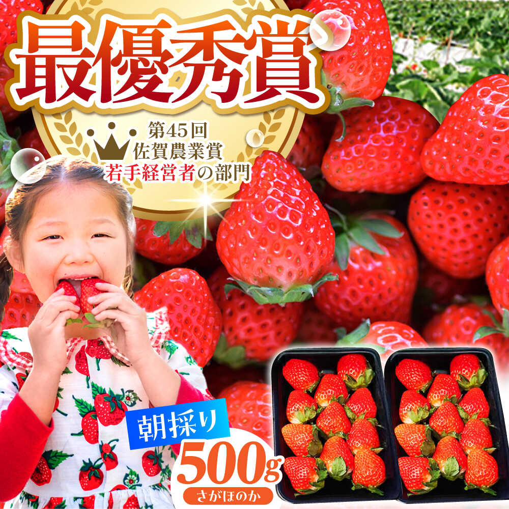 【2〜4月発送】朝摘み いちご 500g ( さがほのか 250g 2パック ) いちご イチゴ 苺 | 佐賀県 江北町 | 【むらおか農園】 [HAF022]