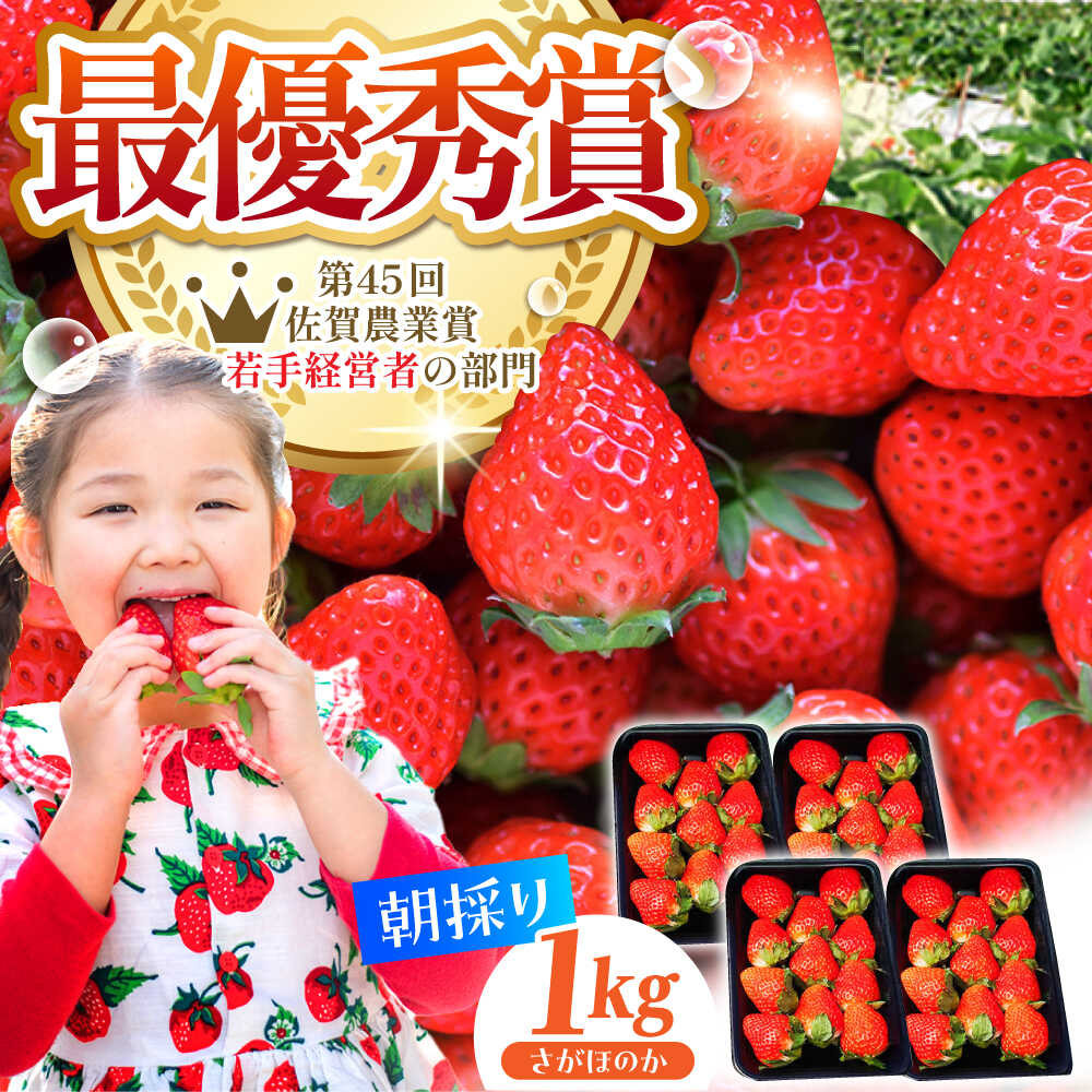 【2〜4月発送】朝摘み いちご さがほのか 1kg（250g×4パック） いちご イチゴ 苺 | 佐賀県 江北町 |【むらおか農園】[HAF024]