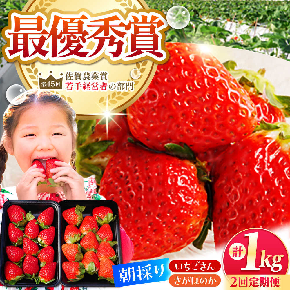 【先行予約】【全2回定期便】いちご食べ比べ定期 総計1kg（さがほのか いちごさん） いちご イチゴ 苺 | 佐賀県 江北町 |【むらおか農園】[HAF026]