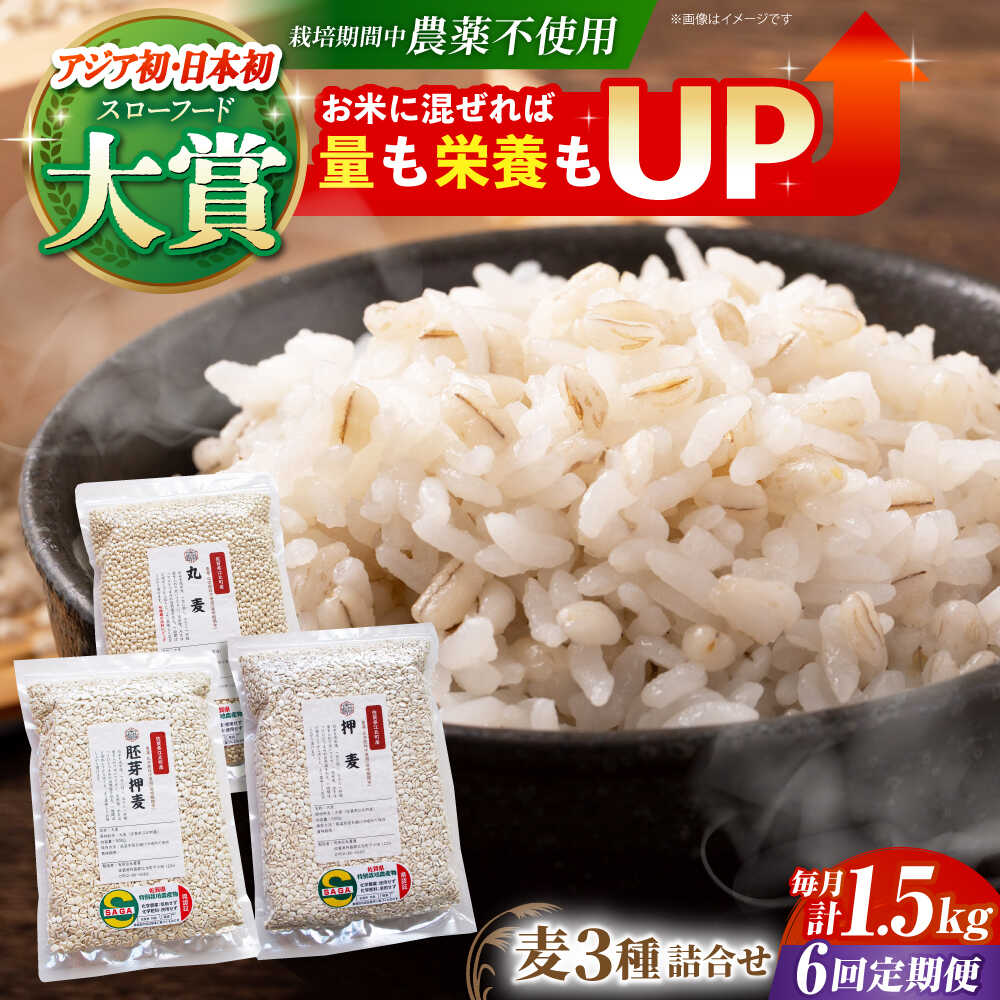 【全6回定期便】麦詰合 1.5kg ( 500g 3種 ) 江北町産 サチホゴールデン 【葦農】 [HAJ032]