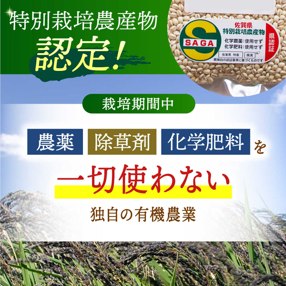 【ふるさと納税】【全12回定期便】麦詰合 1.5kg ( 500g 3種 ) 江北町産 サチホゴールデン 【葦農】 [HAJ033] - 画像3