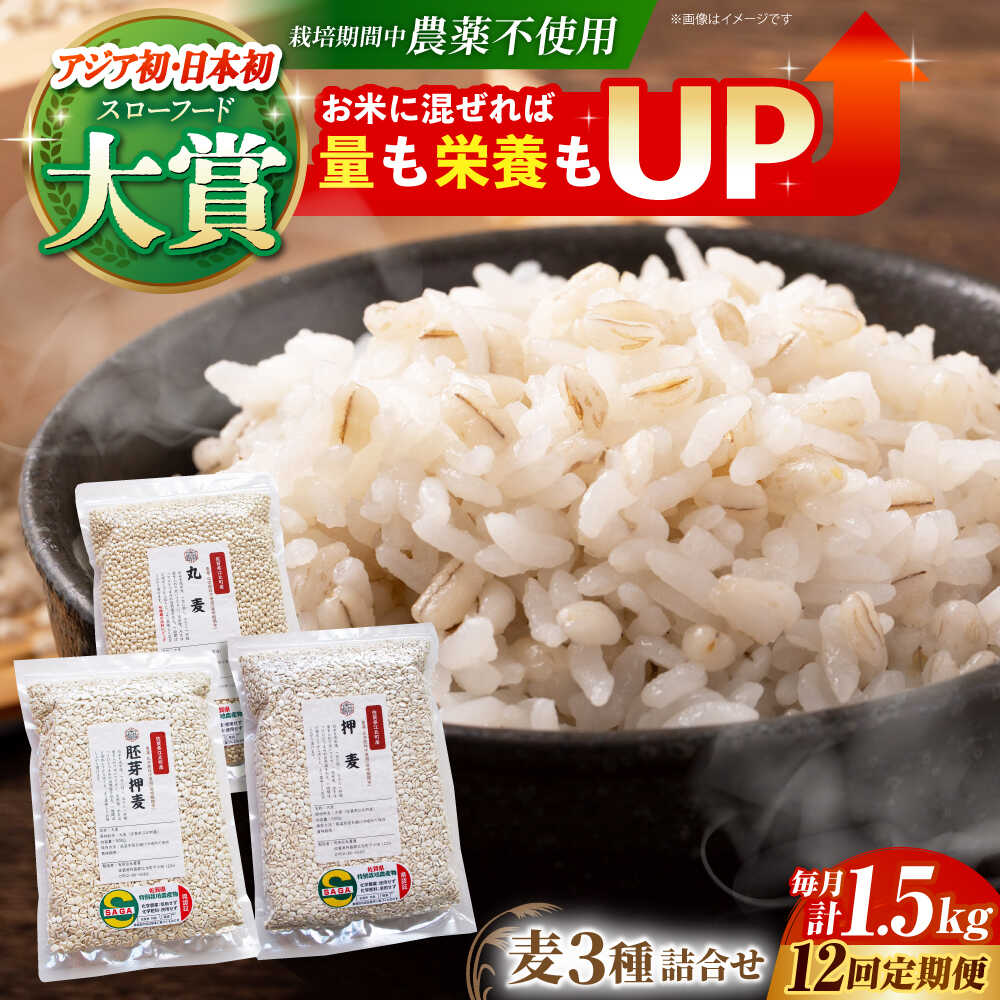 【全12回定期便】麦詰合 1.5kg ( 500g 3種 ) 江北町産 サチホゴールデン 【葦農】 [HAJ033]