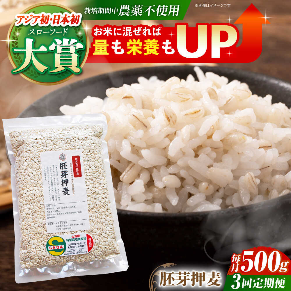 【全3回定期便】胚芽押麦 500g ( 1等麦使用 ) 江北町産 サチホゴールデン 【葦農】 [HAJ034]